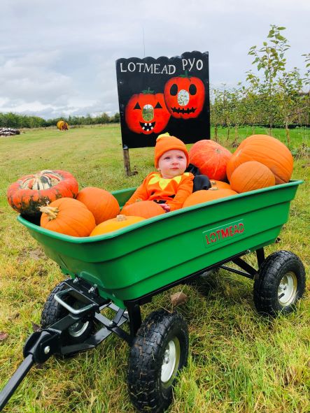 Pumpkin Picking