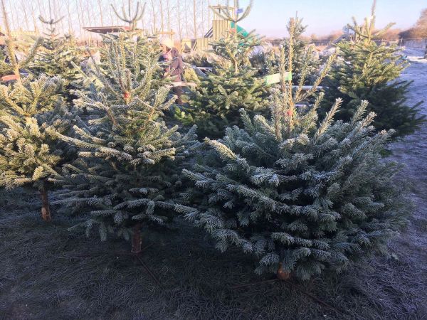 Lotmead Farm Christmas Trees