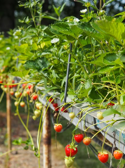 Lotmead Farm & PYO – Strawberry-Picking, Play & Farm Fun Near Swindon