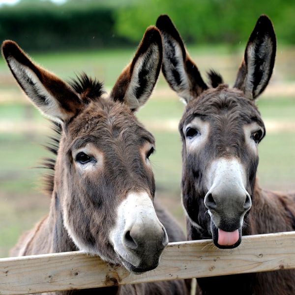 Roves Farm – A Full Day of Farm Fun Near Swindon