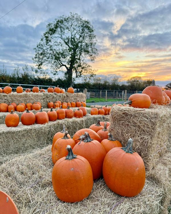 Sustain Farm Shop - Pumpkin Picking in Royal Wootton Bassett