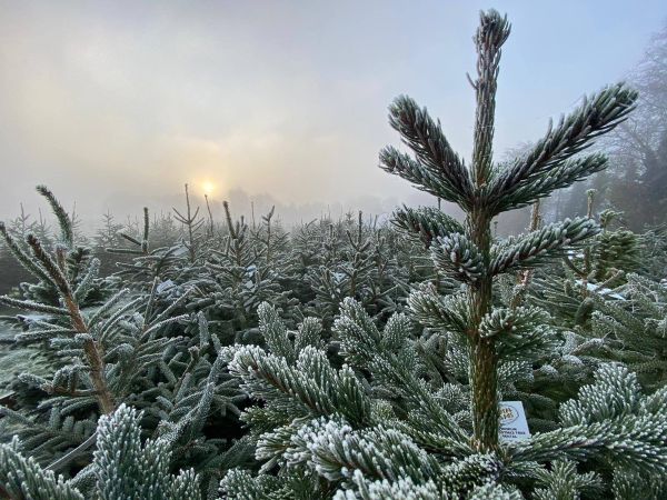 Find Your Perfect Real Christmas Tree at Lotmead Farm This Festive Season