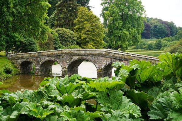 Drawn to Trees: tree trail at Stourhead 