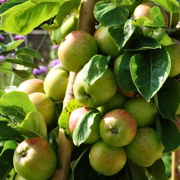 Apple Day at Lydiard Park