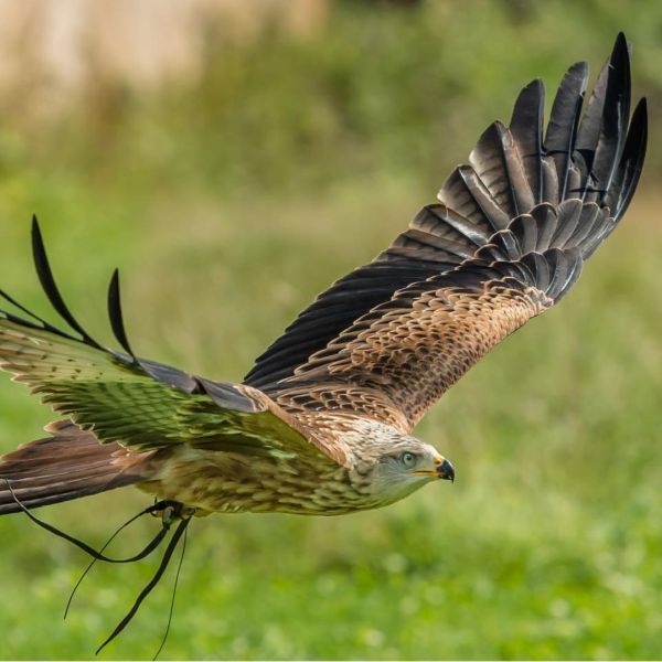 Birds of Prey Experience at Lydiard Park