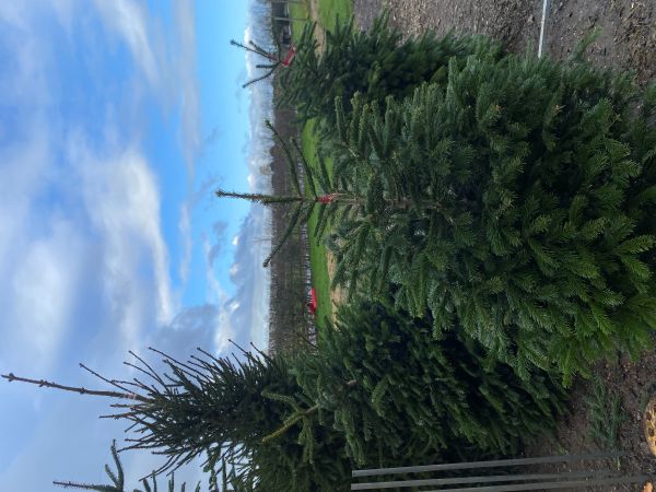 Lotmead Christmas Trees
