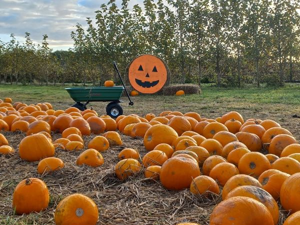 Lotmead Farm Pumpkin Picking