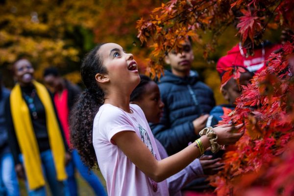 Client Image: Westonbirt Arboretum Autumn