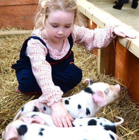 Roves Farm | Family Farm Attraction in Sevenhampton