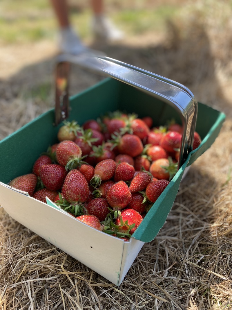 REVIEW: Strawberry Picking at Lotmead Farm - A Sweet Summer Treat